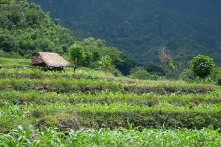 Foto arsip: Traditional rice farming in Bali.