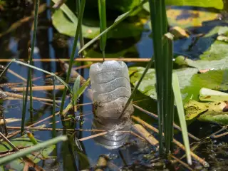Ilustrasi: Sebuah botol plastik bekas mengapung di antara tanaman air di lahan basah.