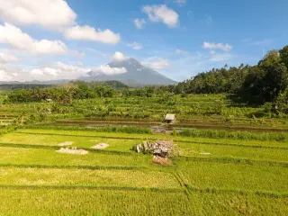 Ilustrasi: Pemandangan sawah hijau bertingkat dengan latar belakang gunung dan langit cerah berawan.