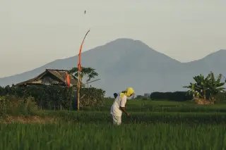 Ilustrasi: Sawah di Bali.