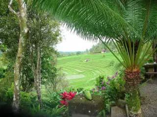 Foto arsip: scinta by S.Cotton August 2006.