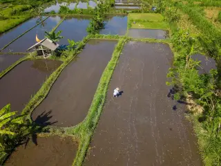 Ilustrasi: Pemandangan udara petak sawah berair dengan seorang petani dan sebuah gubuk di sisinya.