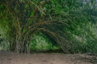 Kebun Bambu Seluas 50 Are Terbakar di Melaya, Jembrana