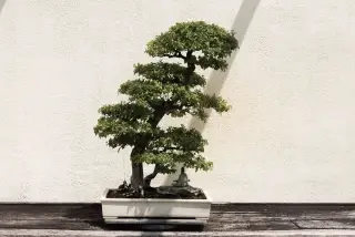 Ilustrasi: Sebuah tanaman bonsai rimbun di dalam pot keramik putih dengan latar dinding polos.