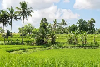 Foto arsip: Rice fields, Bedulu near Ubud, Bali, Indonesia.