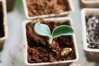 Ilustrasi: Tunas tanaman kecil berdaun dua tumbuh dalam pot semai biodegradable.