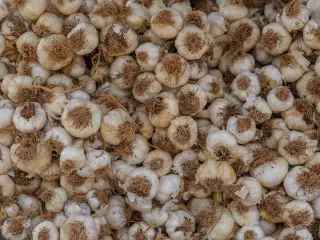 Ilustrasi: Tumpukan umbi bawang putih yang masih memiliki sisa akar kecokelatan.