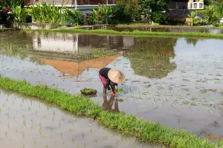 Ilustrasi: Seorang petani bertopi caping menanam padi di sawah berair dekat deretan bangunan.
