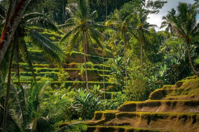 Sudamala Resort Ubud Buka Oktober 2026 dengan 46 Unit Akomodasi