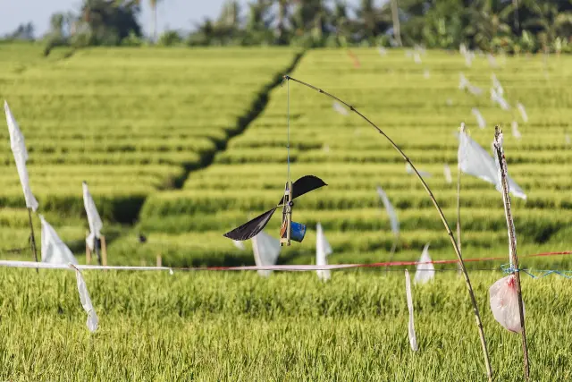Badung Catat Lebih dari 5.100 Wajib Pajak Baru