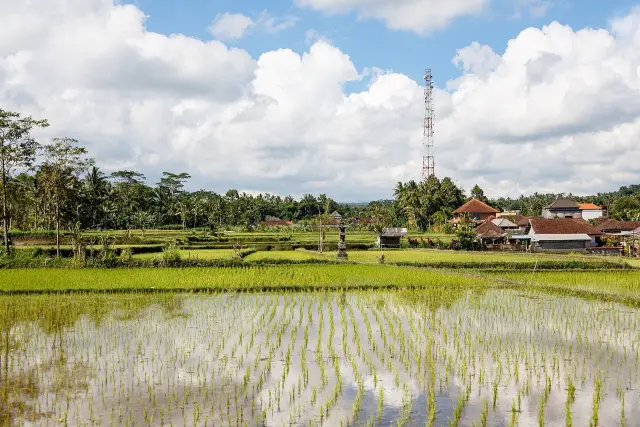 Ribuan Krama Ikuti Nyenuk di Desa Adat Sidan Gianyar