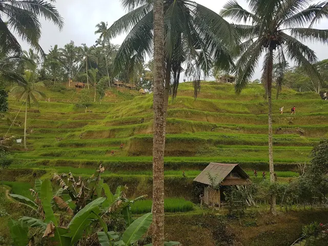 Bali Verifikasi Ulang Data 3.011 Organisasi Subak