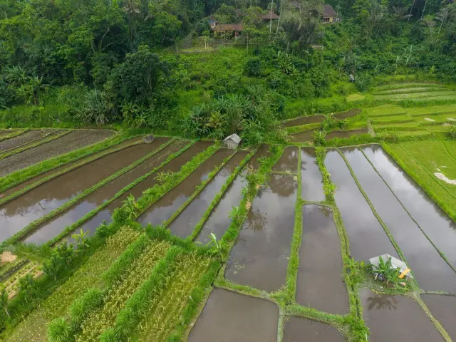 Denpasar Timur: luas wilayah, pembagian desa, dan data penduduk