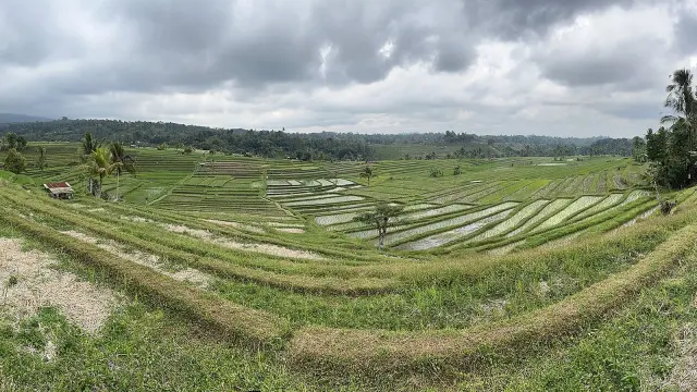KUR Bali Capai Rp10,72 Triliun, Pertanian Didorong Lewat Koperasi