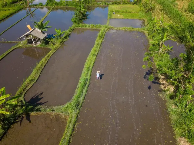 Kalender Bali Menilai Pernikahan dan Ngaben Kurang Baik 8 Oktober