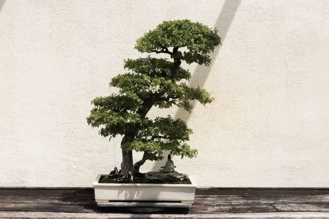 Kontes Bonsai Nasional Badung Libatkan 850 Peserta